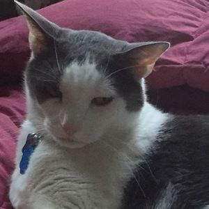 Meet your Posher, Kirya